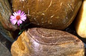 Flower of Aster pushing between stones