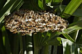 Wasps nest in palm tree in garden,August, Provence, France