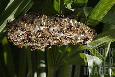 Wasps_nest_in_palm_tree_in_gardenAugust_Provence_France