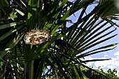 Wasps nest in palm tree in garden,August, Provence, France