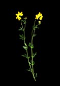 Lotus corniculatus (Birdsfoot trefoil)