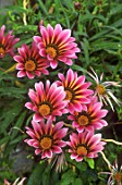 Gazania Pink Shade