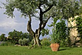 Private garden with healthy lawn and olive trees, July, Provence, France