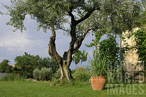 Private_garden_with_healthy_lawn_and_olive_trees_July_Provence_France