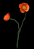 Papaver croceum (Iceland poppy)