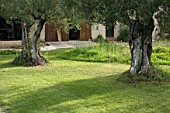 Well kept green lawn with olive trees