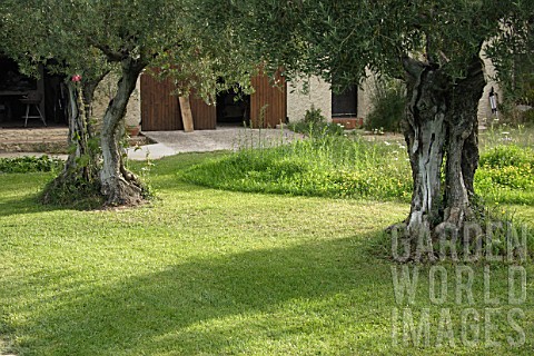 Well_kept_green_lawn_with_olive_trees