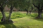 Well kept green lawn with olive trees