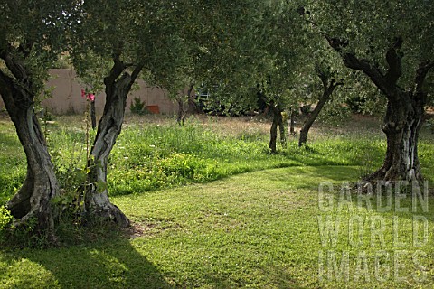 Well_kept_green_lawn_with_olive_trees