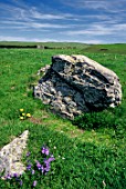 Viola plants growing wild in Aubrac, France