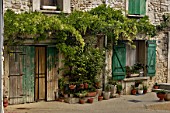 Wisteria on rural property, Provence France