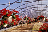Pelargoniums in the Municipal Greenhouses of Bourges, France