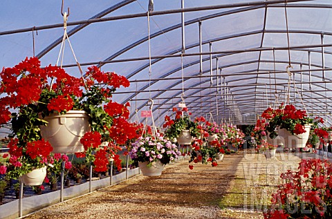 Pelargoniums_in_the_Municipal_Greenhouses_of_Bourges_France