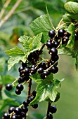 Ribes nigrum Noir de Bourgogne (Blackcurrant)