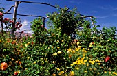 Border of flowers; Eschscholzia californica, in garden of La Chatonniere, Loire Valley, France