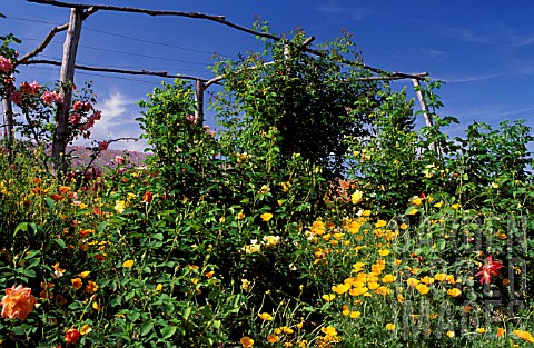 Border_of_flowers_Eschscholzia_californica_in_garden_of_La_Chatonniere_Loire_Valley_France
