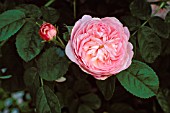 Rosa damascena (Damask Rose)