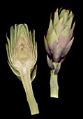 Cynara scolymus, with cross section of Artichoke head