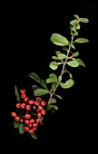 Pyracantha with berries