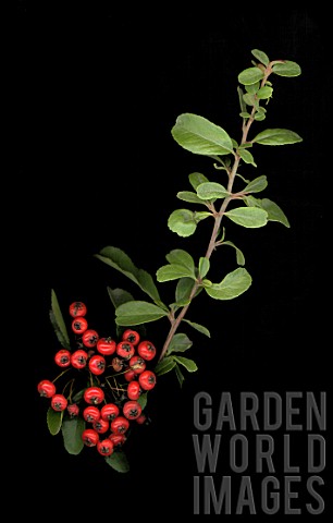 Pyracantha_with_berries