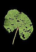 Damage to leaf of Alcea rosea
