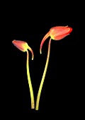 Tropaeolum sp. (Nasturtium) red flowers on black background