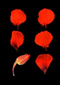 Tropaeolum sp. (Nasturtium) red flower and petals on black background