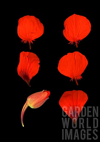 Tropaeolum_sp_Nasturtium_red_flower_and_petals_on_black_background