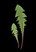 Taraxacum officinale, (Dandelion) foliage