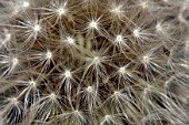 Taraxacum officinale, (Dandelion) seedhead details