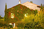 House covered with Parthenocissus (Virginia creeper), Provence, France