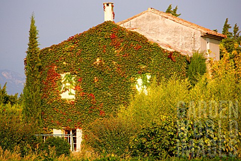 House_covered_with_Parthenocissus_Virginia_creeper_Provence_France