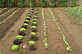 Kitchen garden in spring