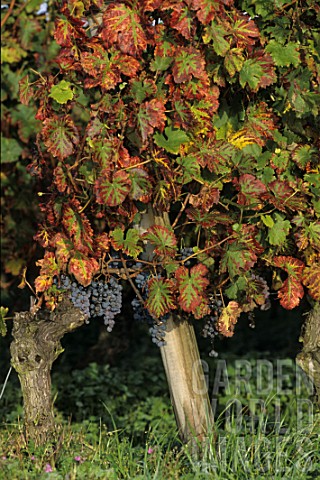 Vitis_vinifera_Cabernet_Franc_grape_vine_in_Autumn