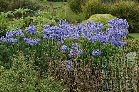 Agapanthus_African_blue_lily