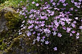 Dianthus humilis