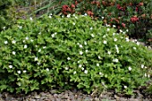 Geranium regelii