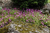 Silene californica