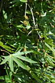 Platanus orientalis Insularis