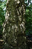 Platanus orientalis Insularis