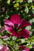 Malope Glacier