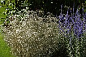 Gypsophila paniculata Bristol Fairy and Perovskia