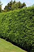 Hedge of Chamaecyparis lawsoniana (Lawson cypress)