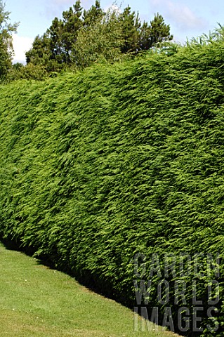 Hedge_of_Chamaecyparis_lawsoniana_Lawson_cypress