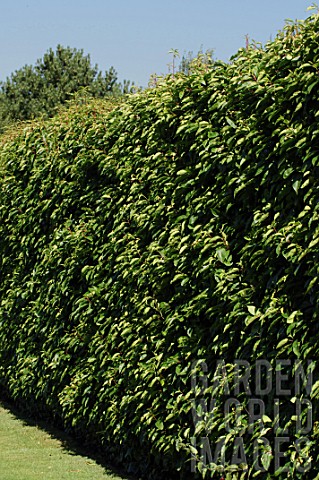Hedge_of_Prunus_lusitanica_Portuguese_laurel