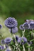 Echinops bannaticus