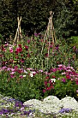 Cosmos Sonata, Malope Glacier and Lathyrus wigwams