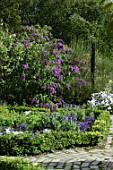 Buxus sempervirens (Box) border of Salvia (sage) and Buddleia