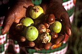 Collected fruit of Vitellaria paradoxa (Shea tree) in hands, Central African Republic