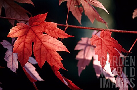Leafs_of_a_young_Acer_Red_maple_in_autumn